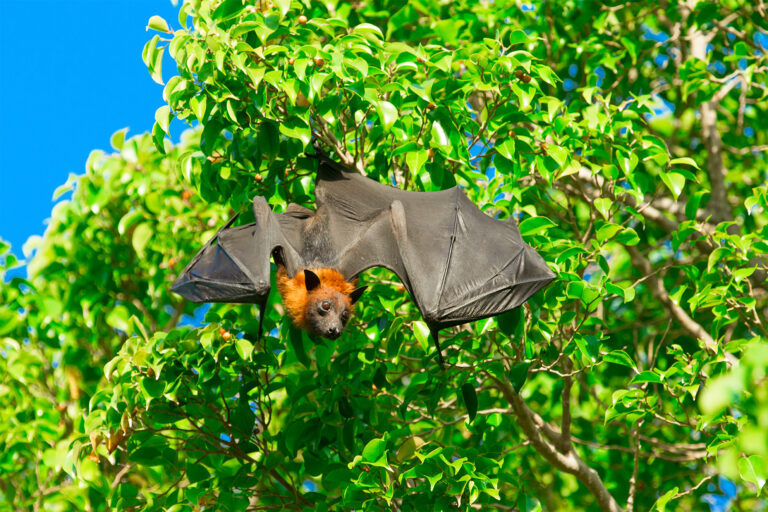 Beschermde vleermuizen bij Ootmarsumsestraat 187 – en de stilte daarna