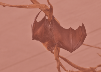 Natuur & vleermuizen