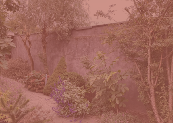 Waarnemingen & activiteiten